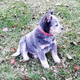 Australian Cattle Dog Puppies from Buffalo Valley AKC Australian Cattle Dogs