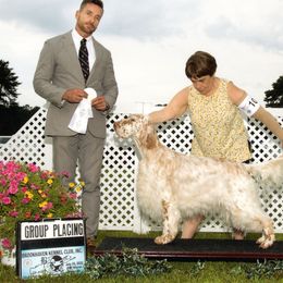 English Setter puppies from BIRDHAVEN