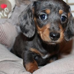 Girl 2 - Dapple female Dachshund puppy in Craig, Colorado from Rocky Mountain Shih Tzus and Dry Creek Miniature Dachshunds