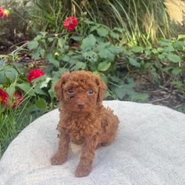 Zuko - Red  male Poodle puppy in Utica, Ohio from Poodle Me Crazy