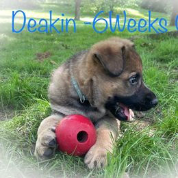 German Shepherd Puppies from Stonewick German Shepherds