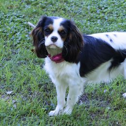 Sadie - Cavalier King Charles Spaniel