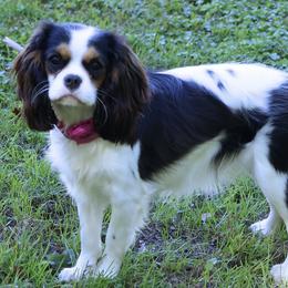 Sadie - Cavalier King Charles Spaniel