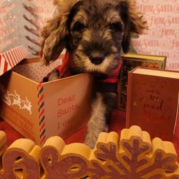 Giant Schnauzer Puppies from House of Roth Giant Schnauzers