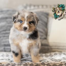 Miniature Australian Shepherd Puppies from Rocking AW Aussies