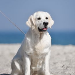 Ava - Golden Retriever