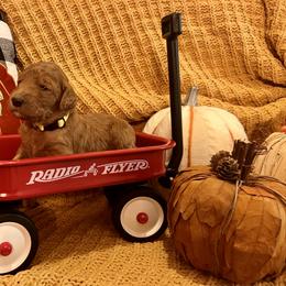 Goldendoodle Puppies from Labradoodleday