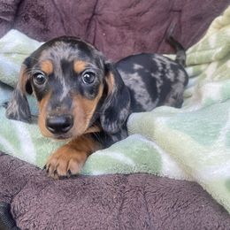 Braveheart - Black and tan male Dachshund puppy in California from Wild Weenies - Dachshund Ranch
