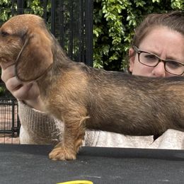 Dachshund Puppies from Passport Dachshunds