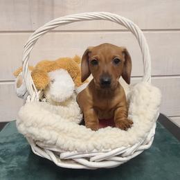 Green Collar - Red male Dachshund puppy in Greenbrier, Tennessee from Dry Creek Dachshunds