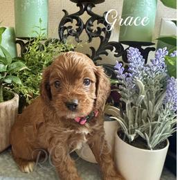 Grace - Red female Cavapoo puppy in Grove, Oklahoma from Rocky Oak Cavaliers & Biewer Terriers LLC