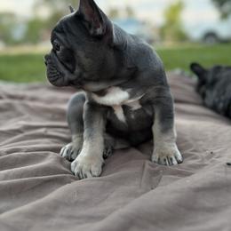 French Bulldog Puppies from Fair Towne Frenchies