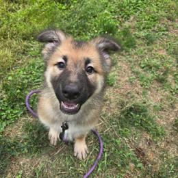 Purple collar girl - Sable female German Shepherd puppy in Dallas, Pennsylvania from Mountainside German Shepherds