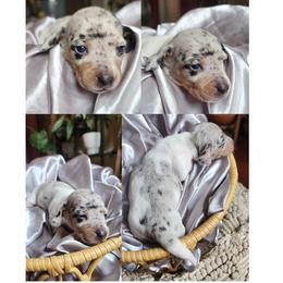 Cream silver dapple girl - Dapple female Dachshund puppy in Port Orchard, Washington from Haus of Wiener Schnitzel