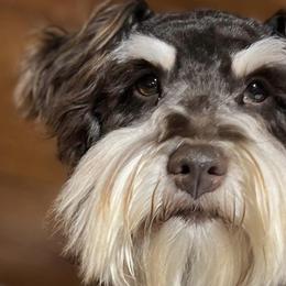 Waylon - Miniature Schnauzer