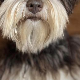 Waylon - Miniature Schnauzer