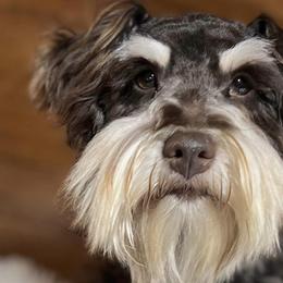 Waylon - Miniature Schnauzer