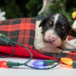 Crystal - Parti female Poodle puppy in Fairfield, Illinois from Positively Doodles