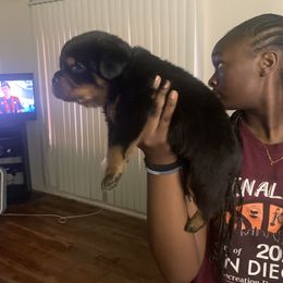 Rottweiler Puppies from Rottweiler Land