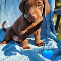Mr. Blue - Chocolate male Labrador Retriever puppy in Deary, Idaho from Sunset Pines Labradors