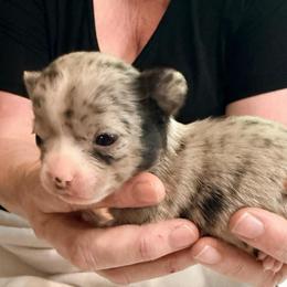 Gucci (tiny runt) AKC - Merle female Chihuahua puppy in Seneca, Missouri from Stephanie’s Puppy Colony