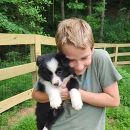 Border Collie puppies from Snowbird Border Collies