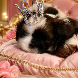 Dolly - Brindle and white female Shih Tzu puppy in Silver Lake, Oregon from Bling Shih Tzu