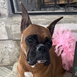 Boxers from Chilham Boxers