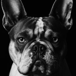 Tinker - French Bulldog