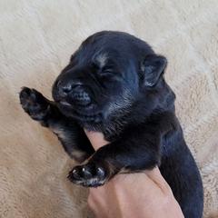 Black and Tan 1 - Black and tan male German Shepherd puppy in Pioneer Junction, Montana from Swede Mountain Shepherds