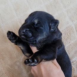 Black and Tan 1 - Black and tan male German Shepherd puppy in Pioneer Junction, Montana from Swede Mountain Shepherds