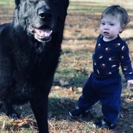 German Shepherds from Regalimage