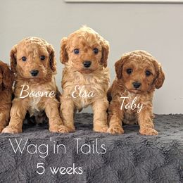 Bernedoodle and Cavapoo Puppies from Wag'in Tails