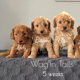 Bernedoodle and Cavapoo Puppies from Wag'in Tails