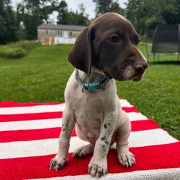 Liberty - Liver and white female German Shorthaired Pointer puppy in Dugspur, Virginia from Pilgrims Trails Shorthairs