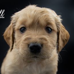 Golden Retriever Puppies from Stormy Hill Golden Retrievers