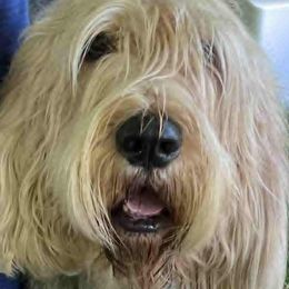 Otterhounds from Con Cara Kennels