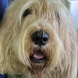 Otterhounds from Con Cara Kennels
