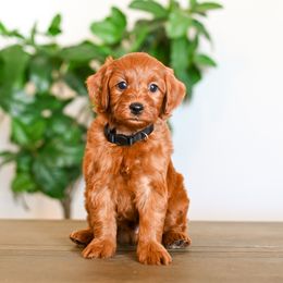 Aussiedoodle, Bernedoodle, Cavapoo, Goldendoodle, Irish Doodle, and Poodle Puppies from Sun Valley Goldendoodles