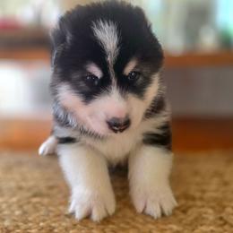 Boy 5 - male Native American Indian Dog puppy in Green Creek, North Carolina from NAID Preservation Project: Corn Moon Medicine Dogs