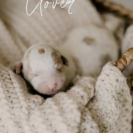 Clover - Parti male Goldendoodle puppy in Patterson, California from Dooling Doodles