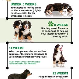 Aussiedoodle and Bernedoodle Puppies from North 40 Doodles