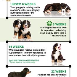 Aussiedoodle and Bernedoodle Puppies from North 40 Doodles