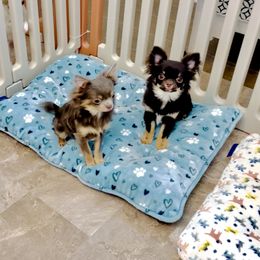 Girl.Chocolate Rose$6500 - Chihuahua puppy from Eva's Chihuahua