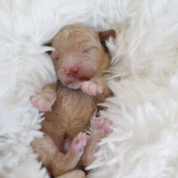 Goldendoodle Puppies from Derby Doodles
