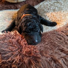 Donald - Bernedoodle puppy in Germantown, Wisconsin from Love for Doodles, LLC / 262.720.0190