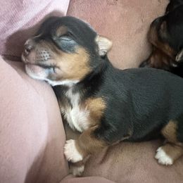 Yorkshire Terrier puppies from Luna's Treasures