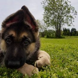 German Shepherd Puppies from Spruce Valley German Shepherds