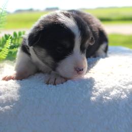 Clark - Black and tan male Pembroke Welsh Corgi puppy in North Manchester, Indiana from Covered Bridge Corgis