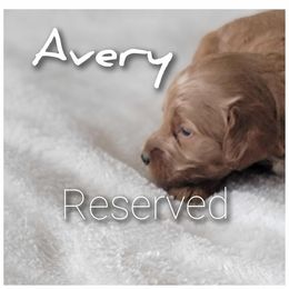 Avery- orange collar - Red  male Goldendoodle puppy in Fort Worth, Texas from Stacy Warwick